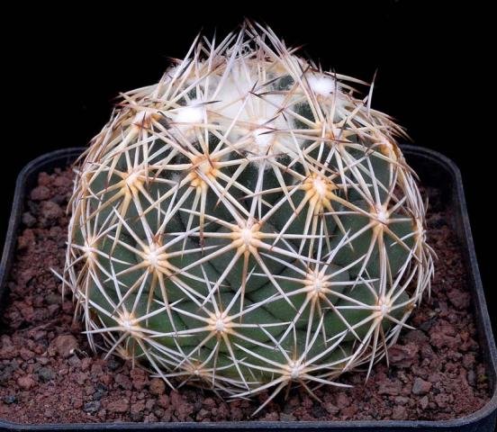 Coryphantha_impexicoma